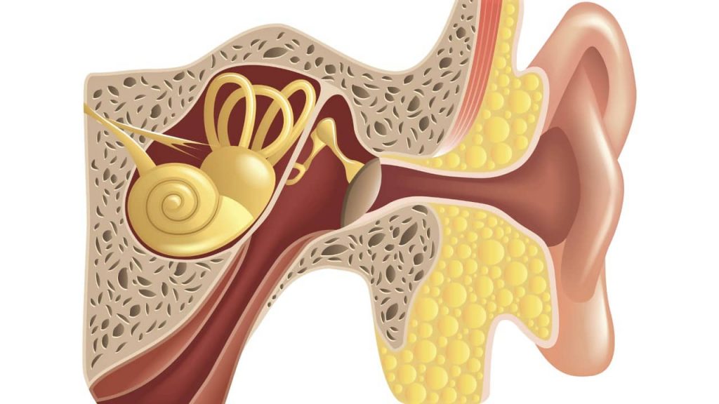 anatomie de l'oreille