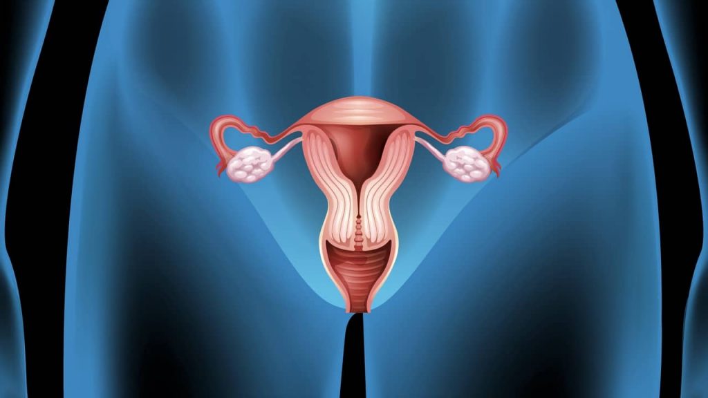 image de l'utérus
