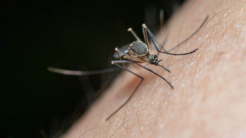 pourquoi les moustiques piquent ?