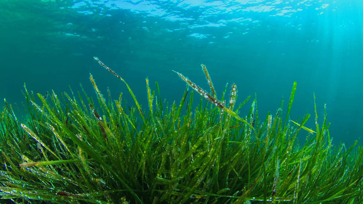 Spiruline : ce vous devez savoir sur ce complément alimentaire