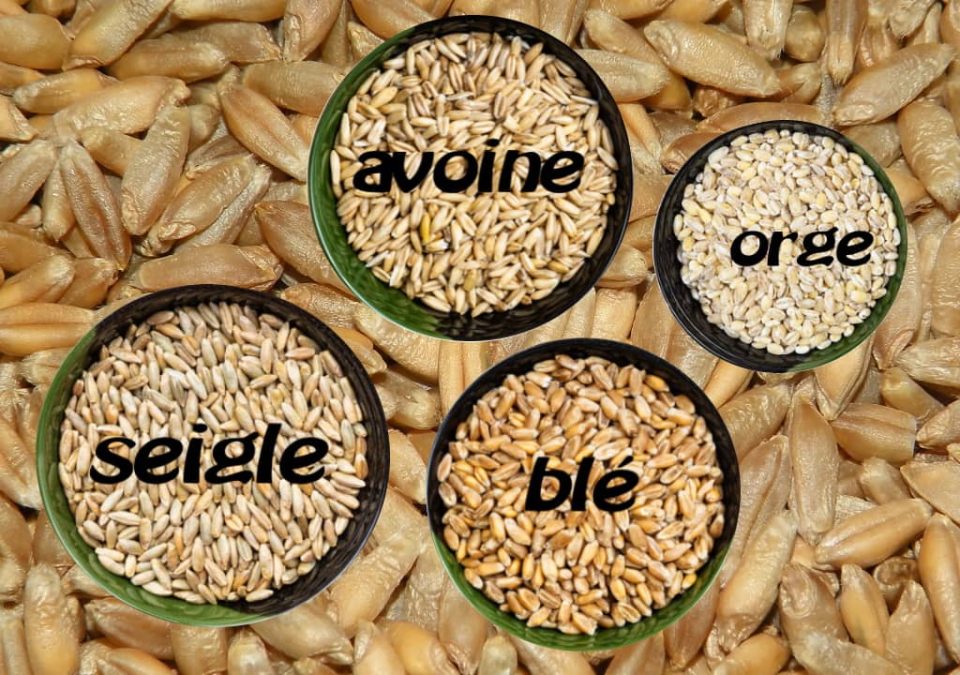 Éliminer le gluten dans le corps comment et en combien de temps