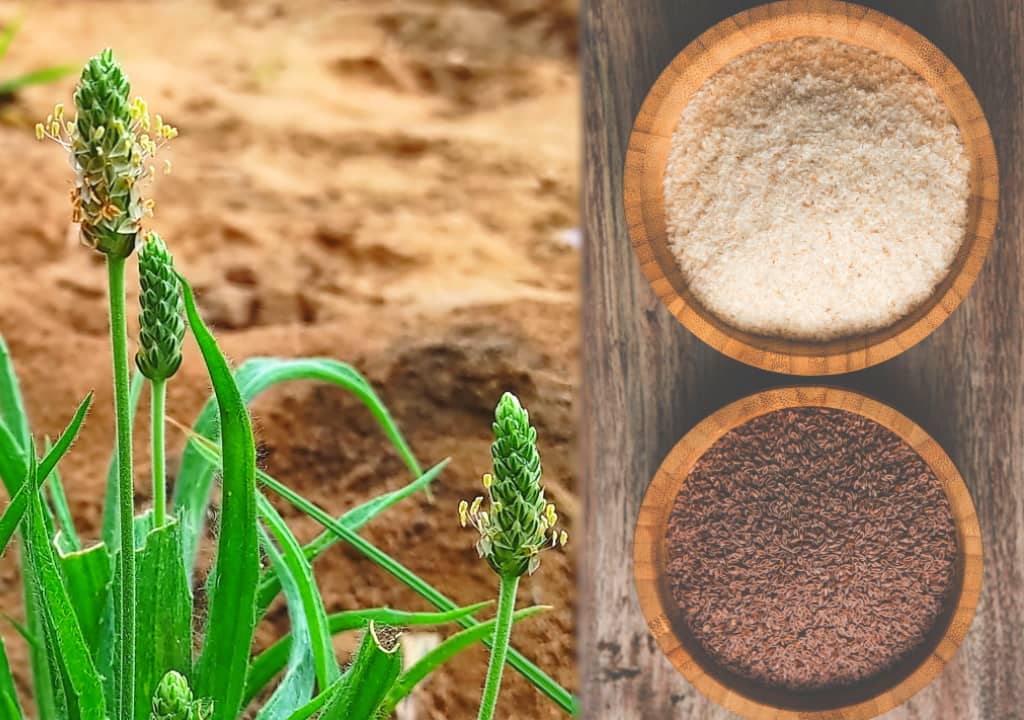 A quoi ressemble les graines et la poudre de psyllium ?