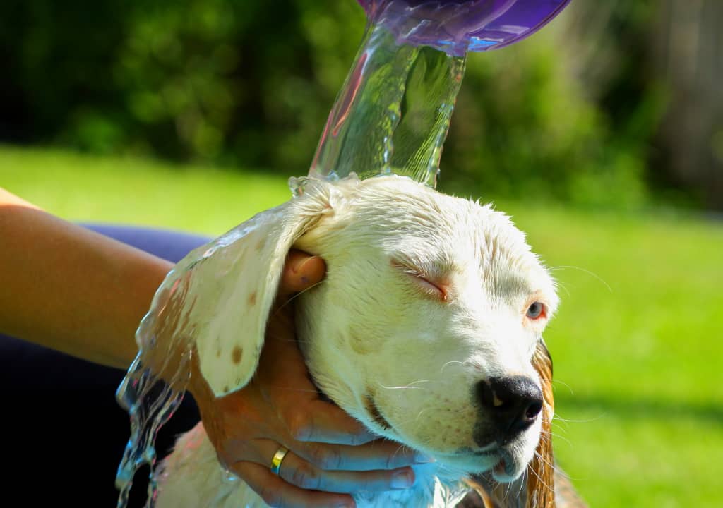 Comment protéger la peau des chiens contre une éventuelle infestation d'acariens ?