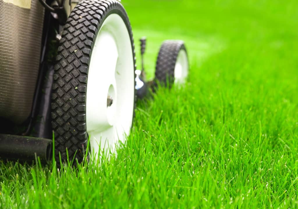 Tondre régulièrement la pelouse du jardin permet-elle de limiter la prolifération des aoûtats ?