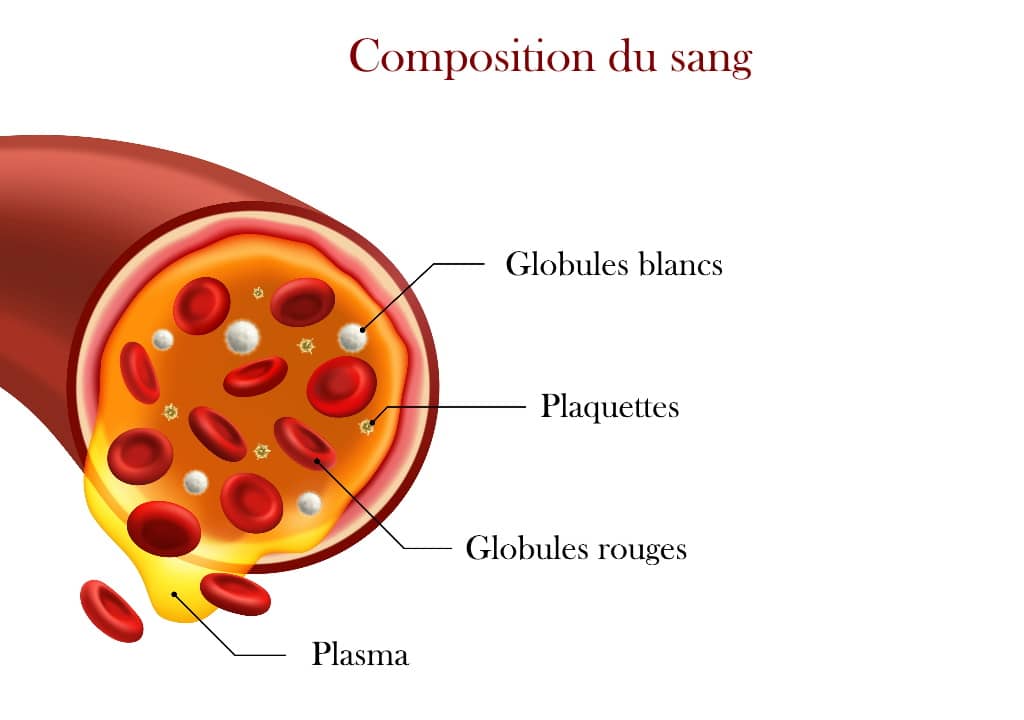 Quelle est la composition du sang humain ?