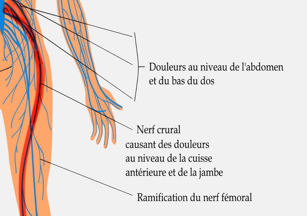 Où se situe le nerf crural ?