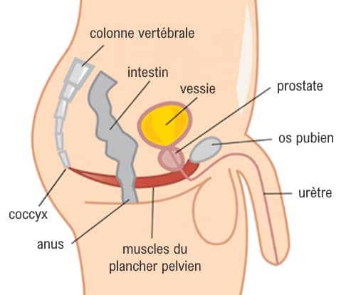 Incontinence urinaire chez l'homme : schéma