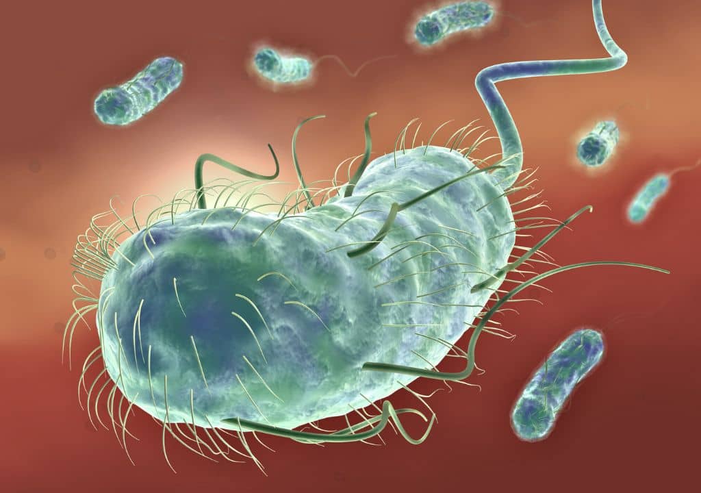 A quoi ressemble les bactéries "e-coli" responsables des infections urinaires ?