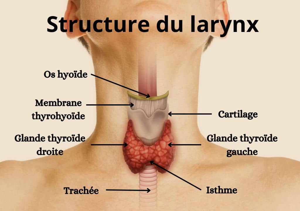 Où se trouve la glande thyroïde ?