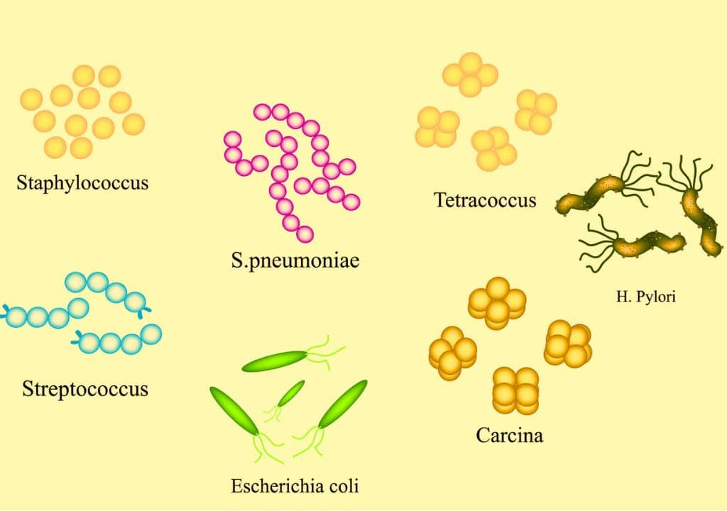 Quelles sont les différents types de bactéries pouvant nuire à la santé ?