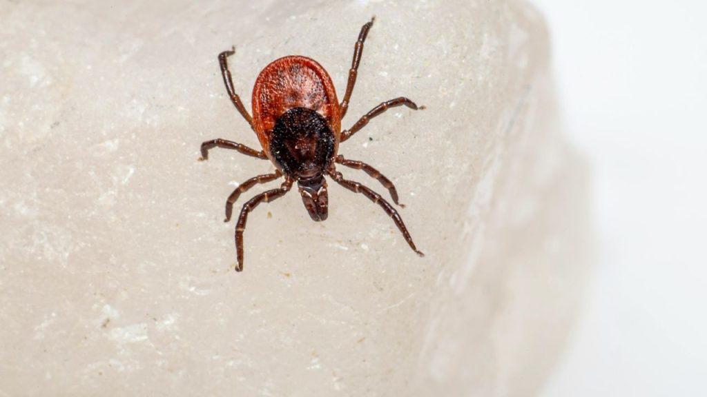 antiparasitaire chien