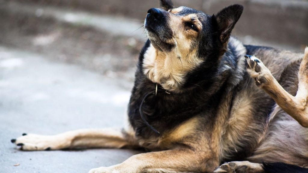 chien se gratte