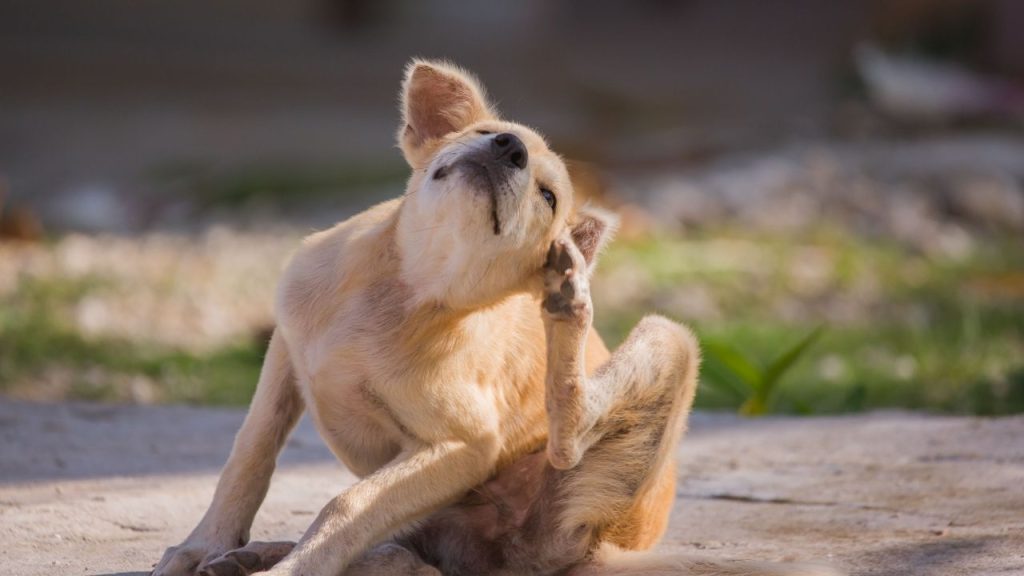 parasites chien